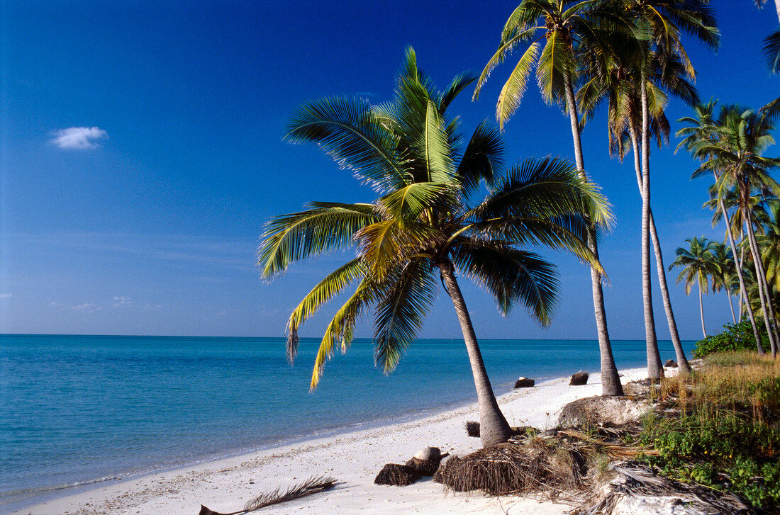 View of palm tree on beach overlooking sea in South India