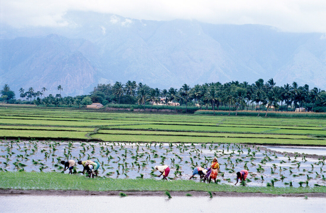 Einheimische bei der Arbeit auf dem Reisfeld in Südindien