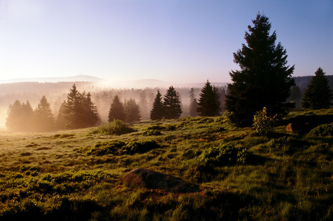 View of landscape with fir trees and peat meadows in evening