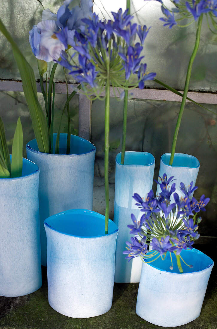 Agapanthus flowers in blue vase on window sill