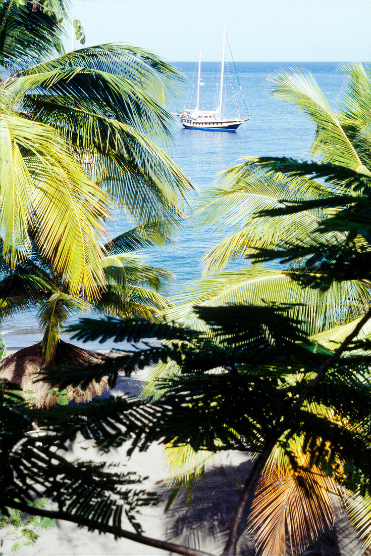 Blick auf Meer mit Schiff durch Palmen, Karibik