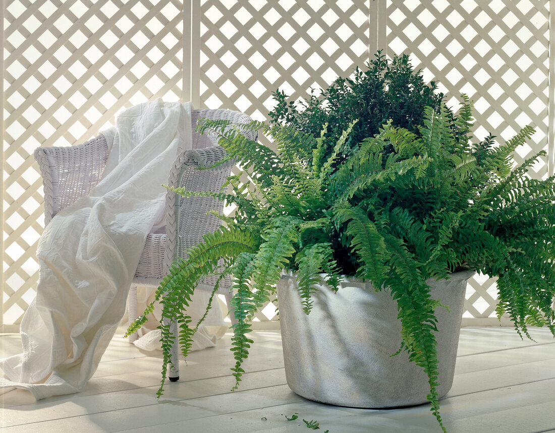 Fern and boxwood in pots beside rattan chairs with white cloth
