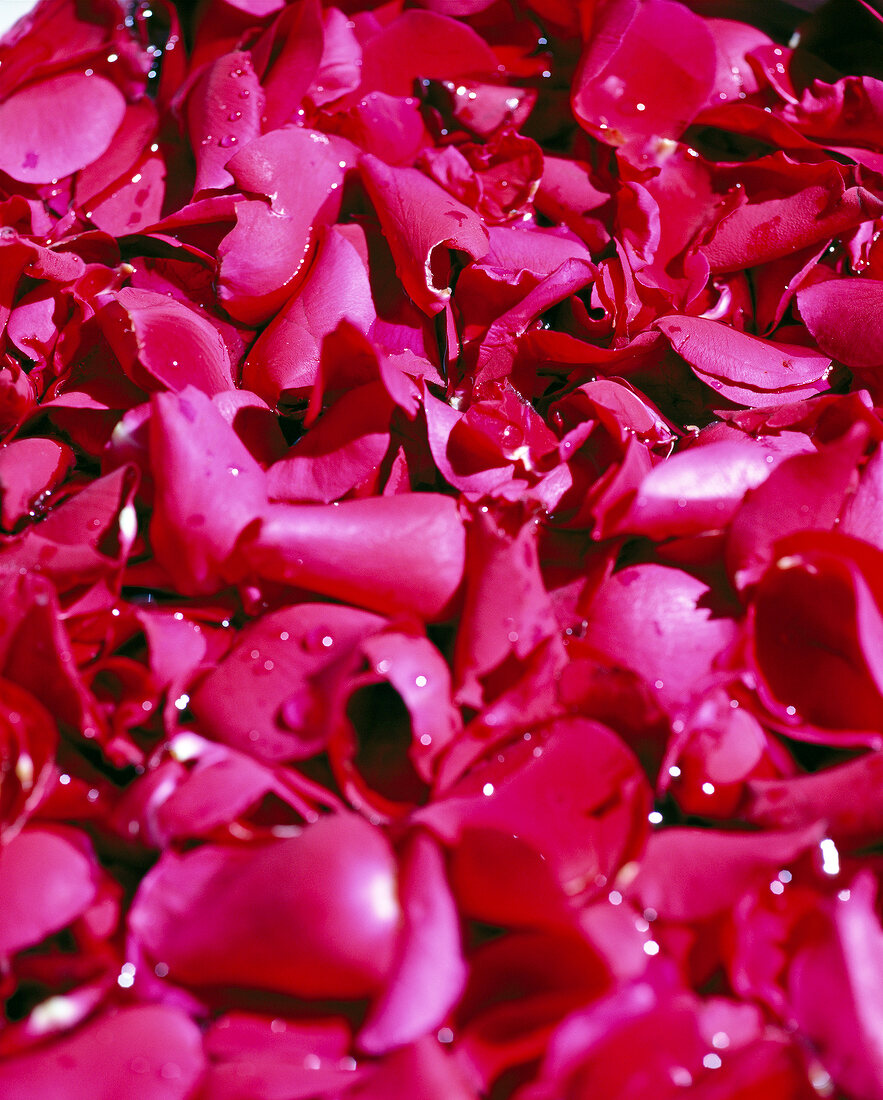 Close-up of red rose petals with water sprinkled on it, full frame