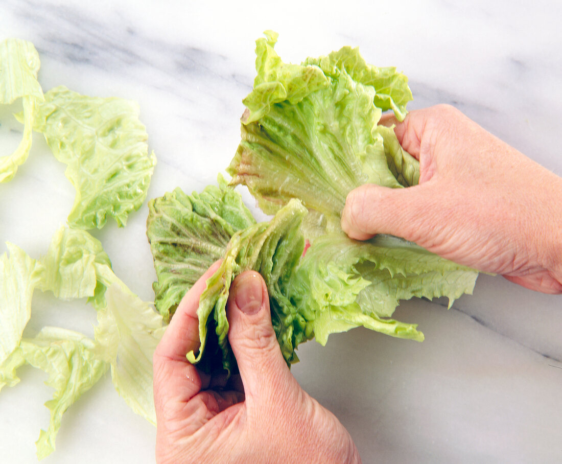 Separating lettuce leaves