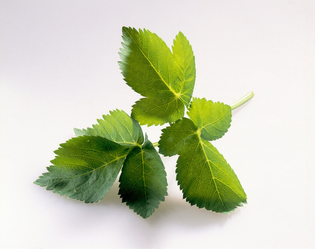 Close-up of fresh angelica leaves on white background