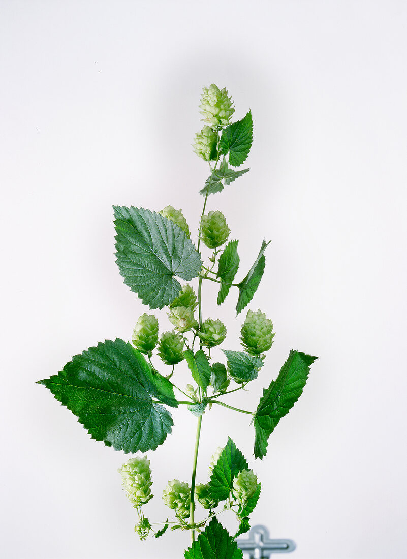 Close-up of hops branch with leaves and flowers 