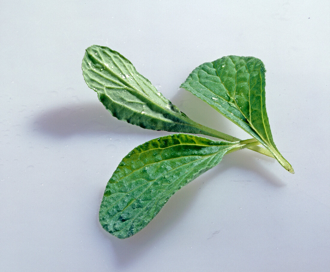 Close-up of borretsch blattchen on white background