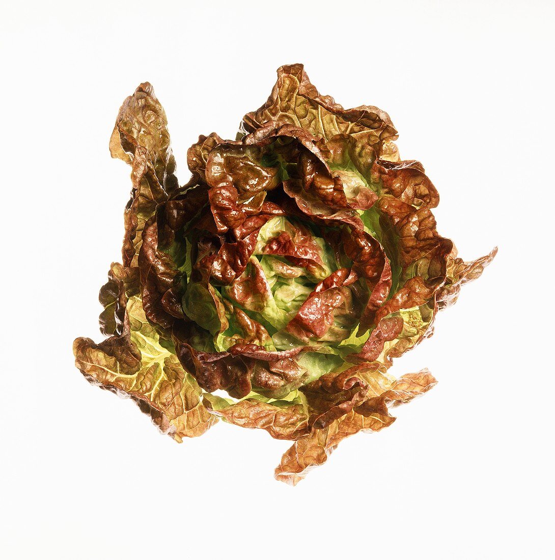 A head of batavia lettuce