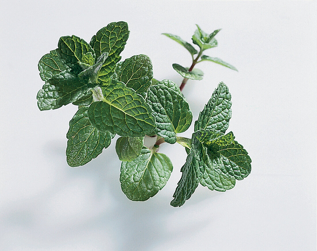Kräuter und Knoblauch; Blätter v. Spearmint (grüne Minze)
