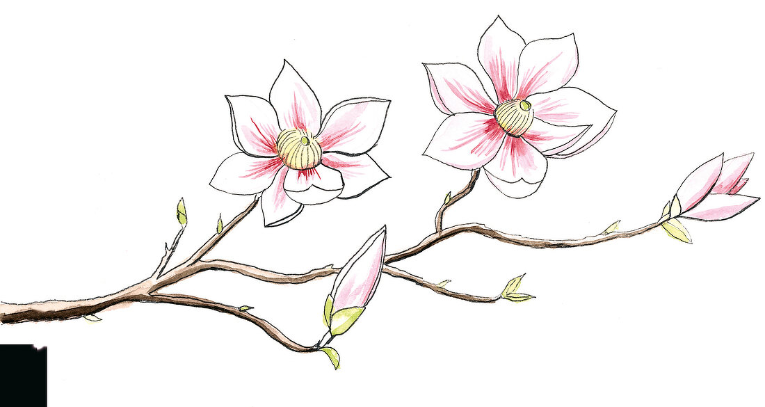 weiß-rosa Magnolie 