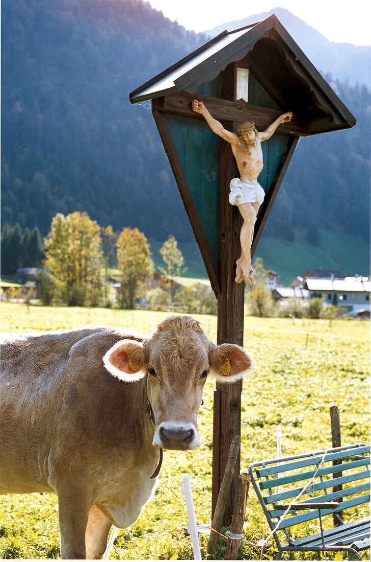 Kuh neben einem Kruzifix vor dem Bergmassiv Kanisfluh in Österreich