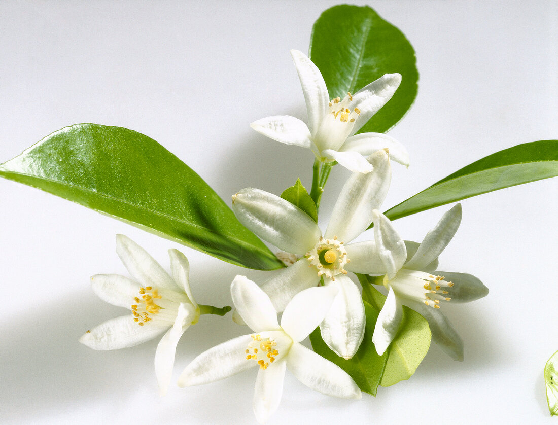 Close-up of white orange blossoms with leaves on white background