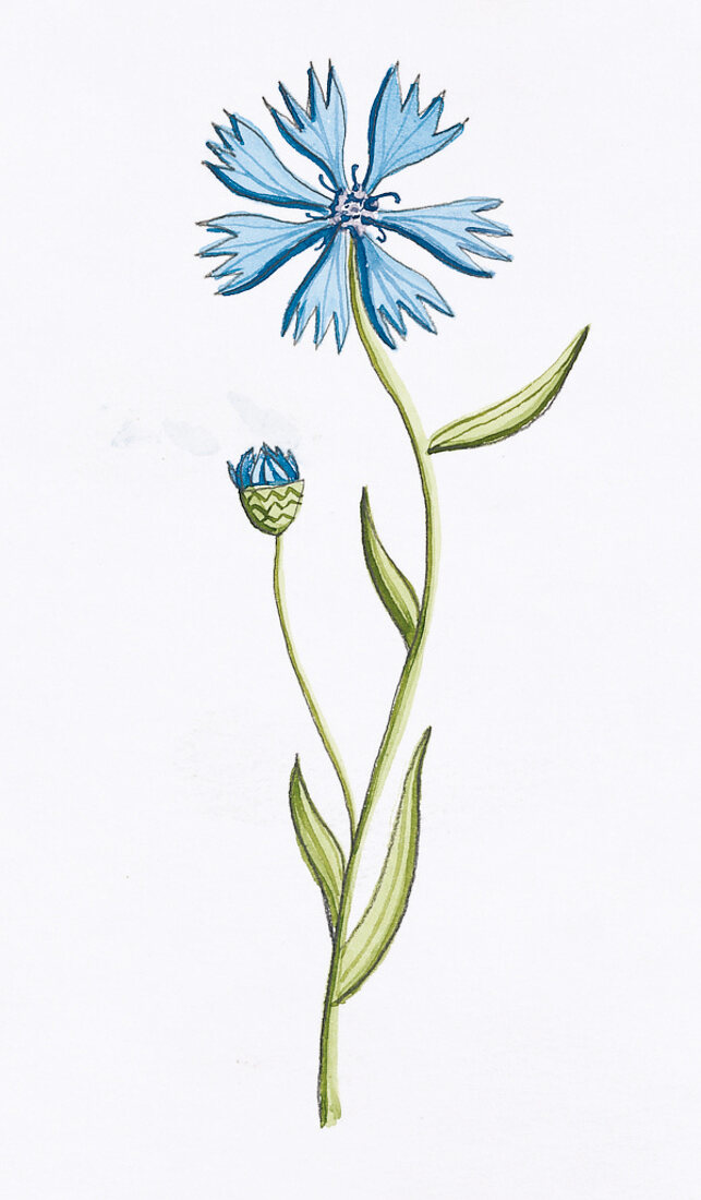 Kornblume mit  geschlossener und offener blauer Blüte