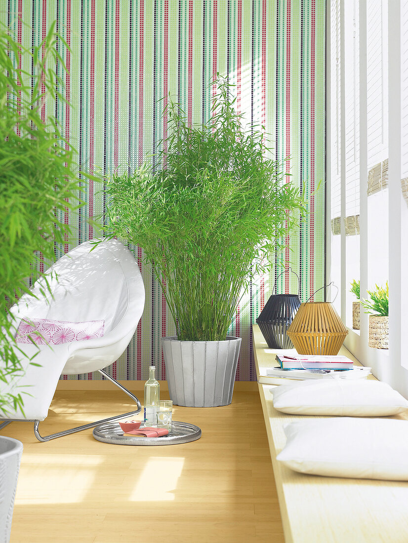 Bambuspflanze vor einer gestreiften Fliesenwand, Bambuslaternen daneben
