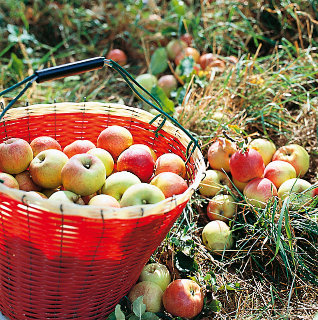 Apfelsorte Danziger Kantapfel in rotem Korb auf Wiese