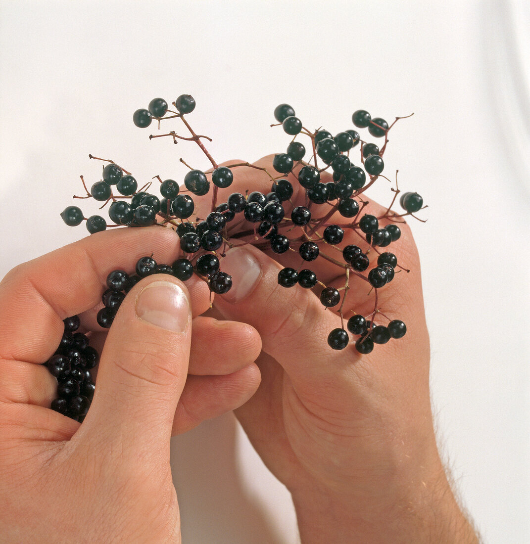 Hand holding elderberries from stalk, step 2