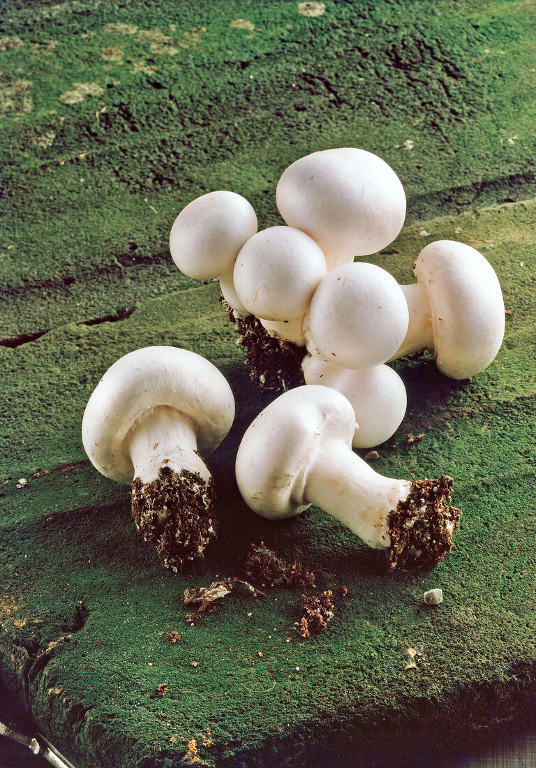 Whole mushrooms with roots on stone