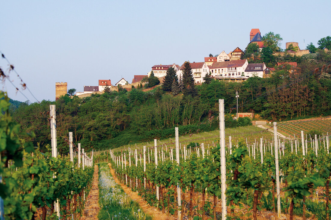 Weingärten bei Neuleiningen in der Pfalz