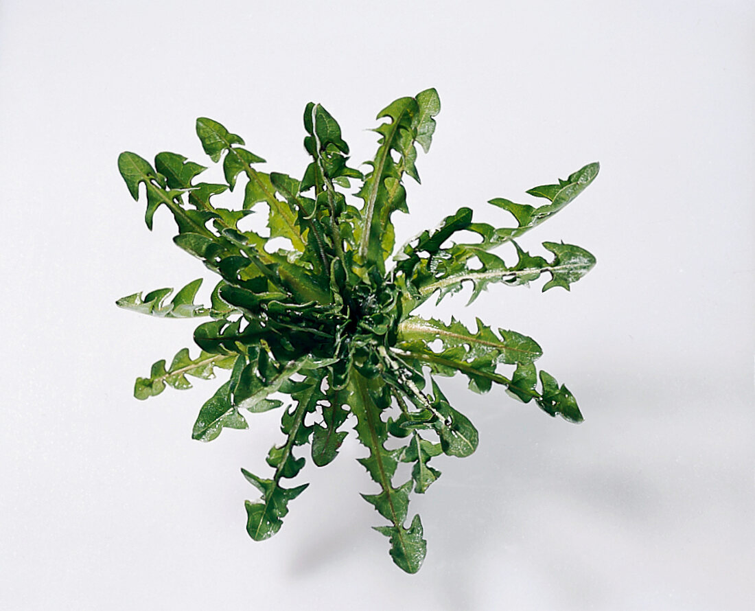 Wild dandelion on white background