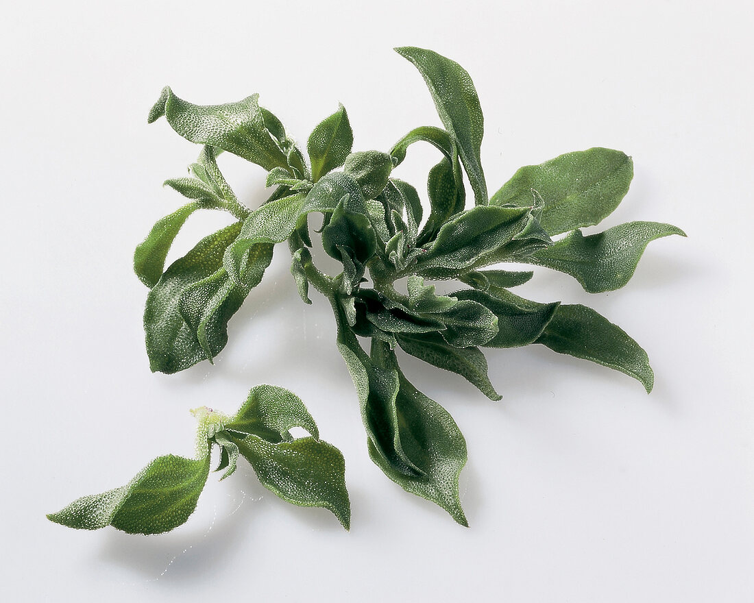 Ice plant on white background