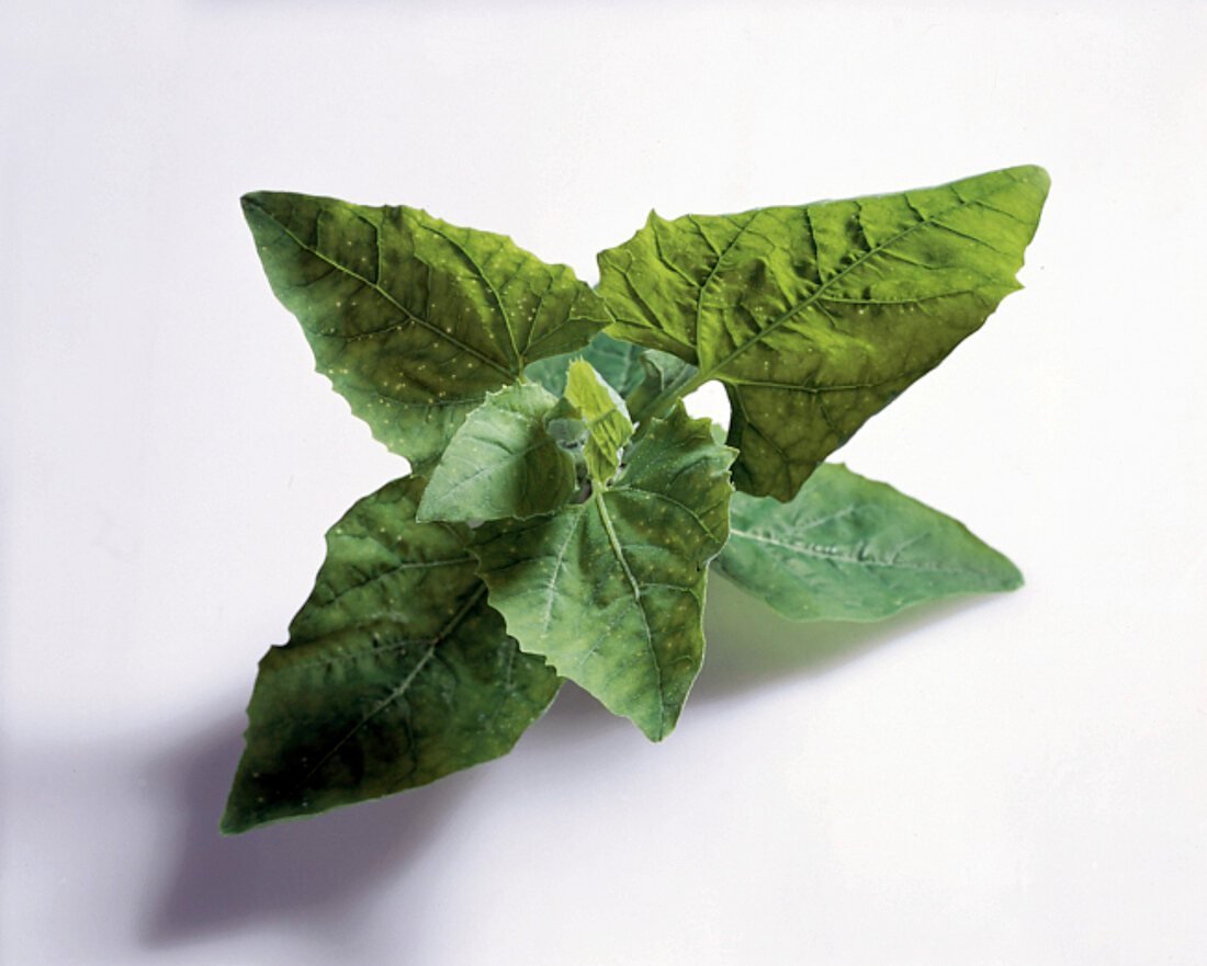 Leaves on white background