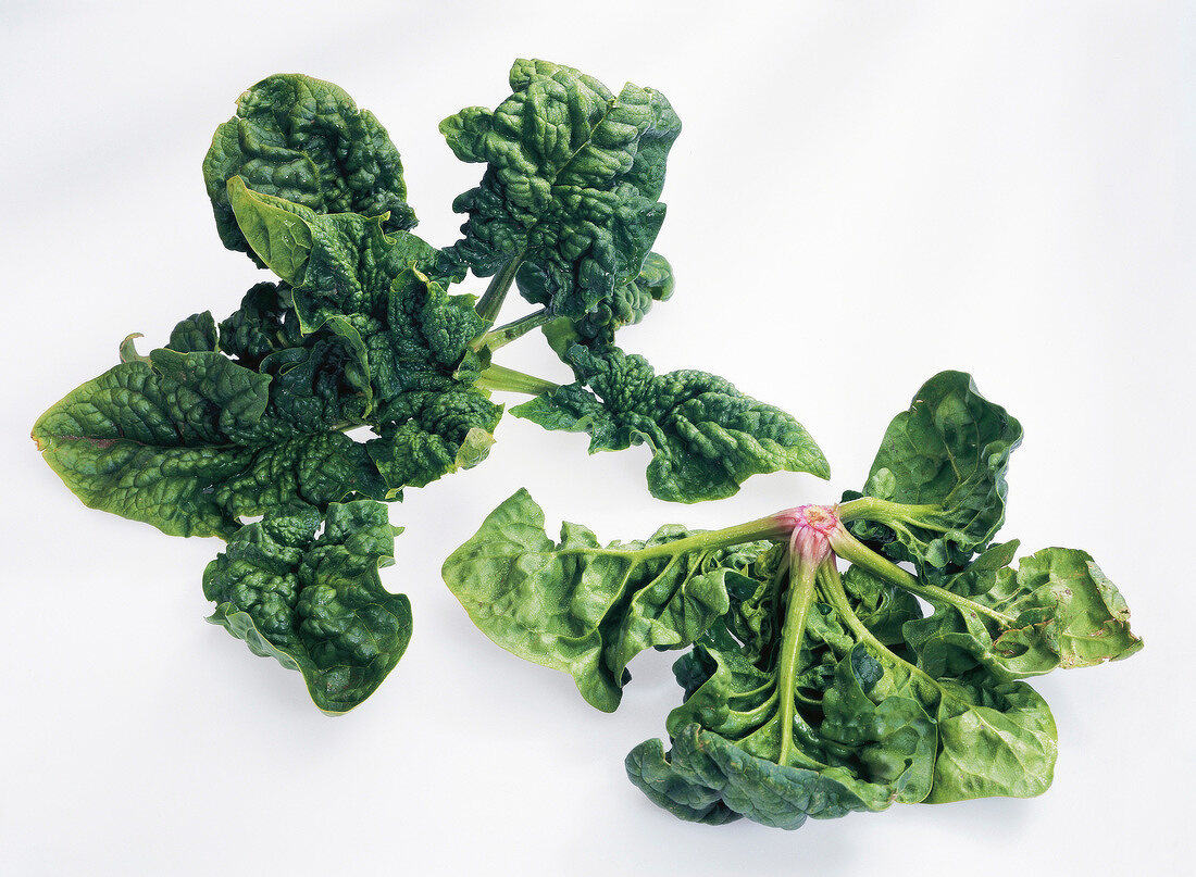 Winter spinach on white background