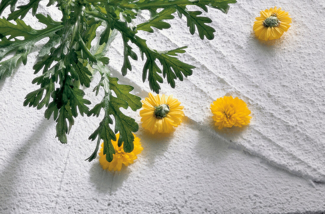 Chrysanthemum flower and leaves on white background