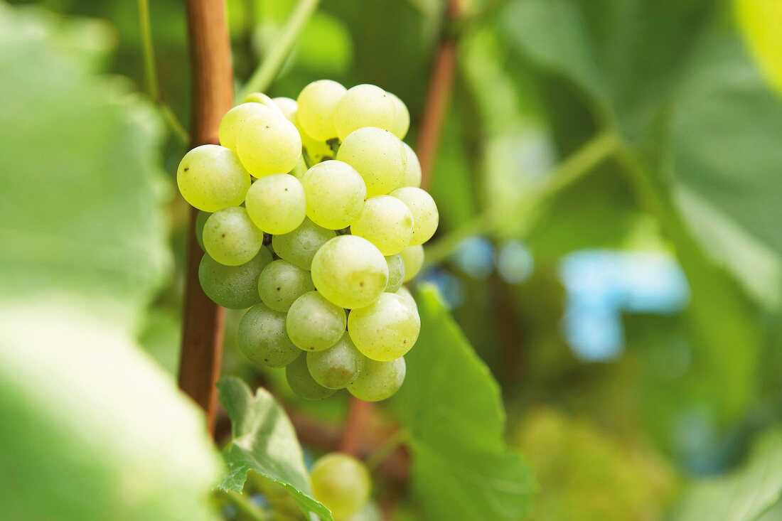 Wine grapes in burgundy vineyards at Saale-Unstrut, Germany