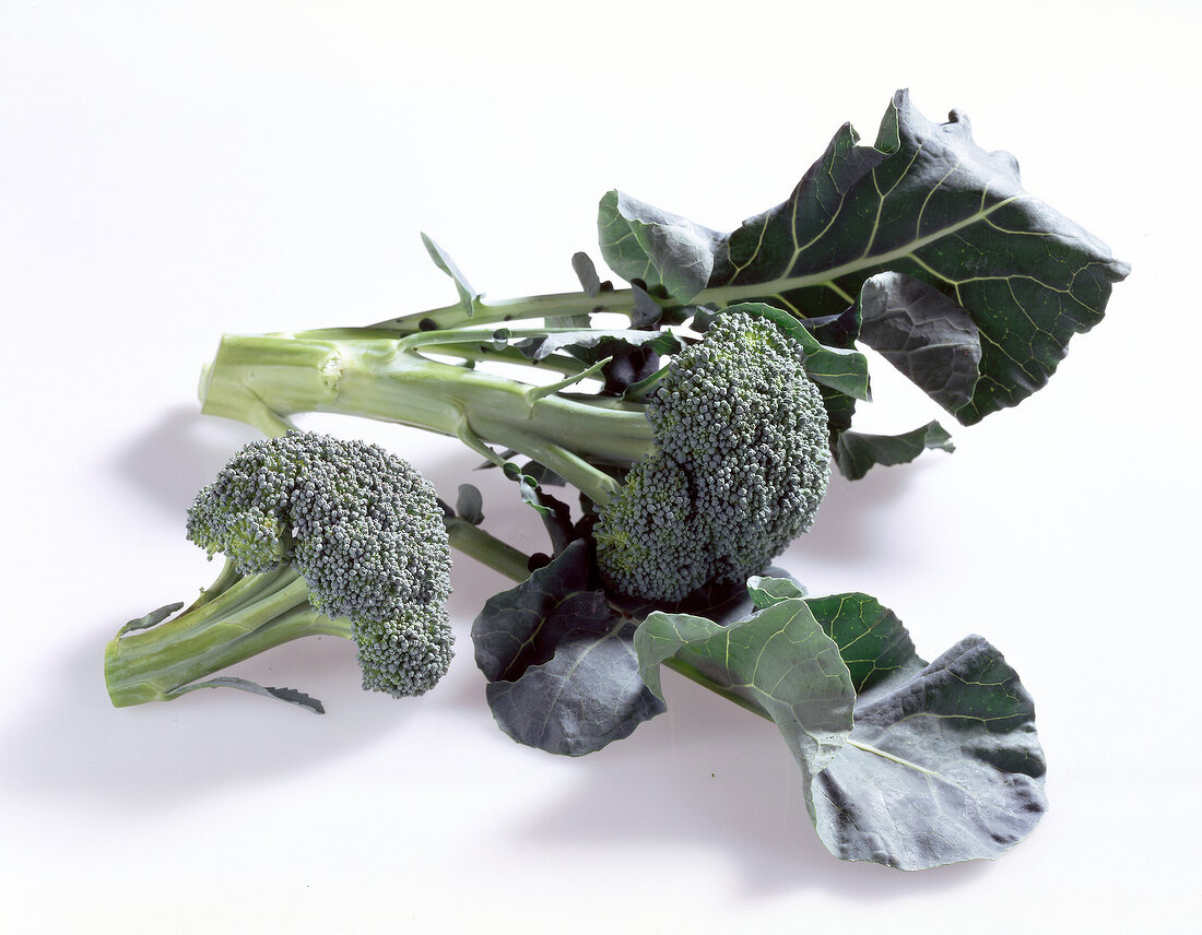 Green broccoli on white background