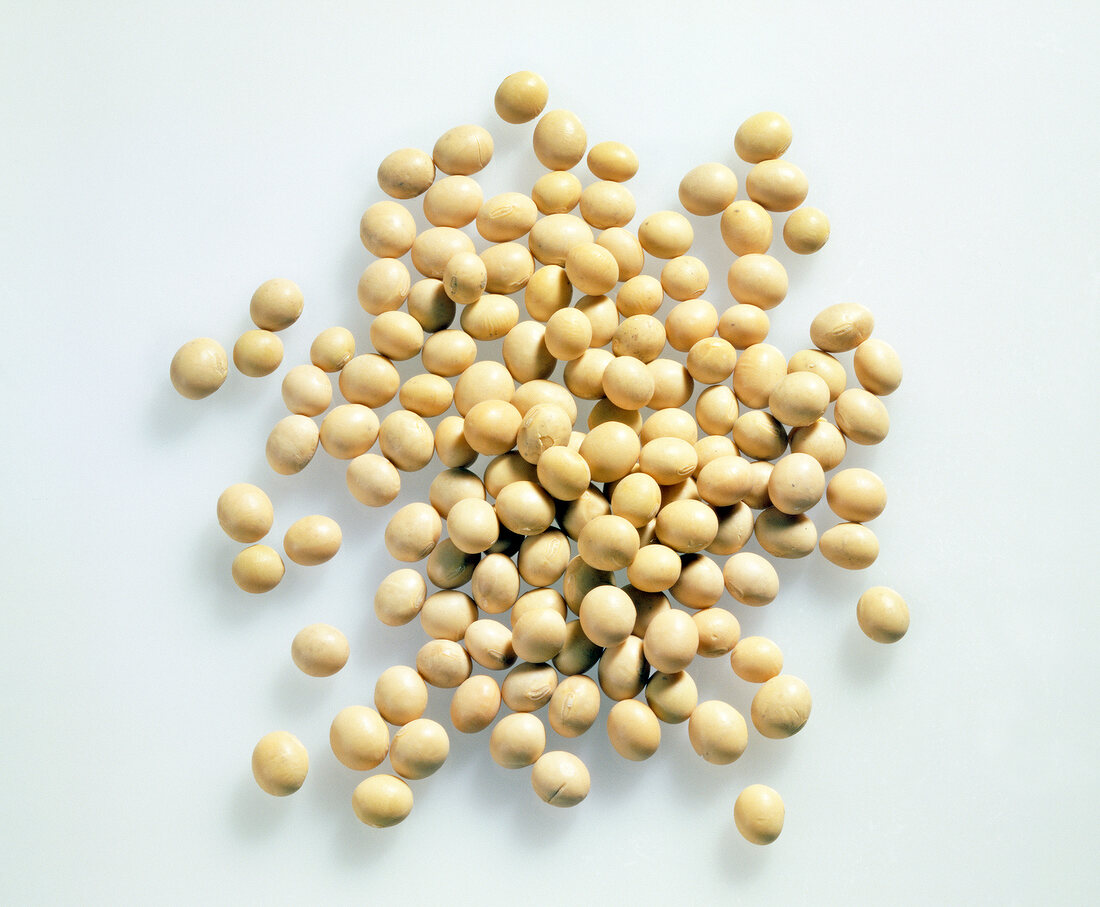 White soybean on white background