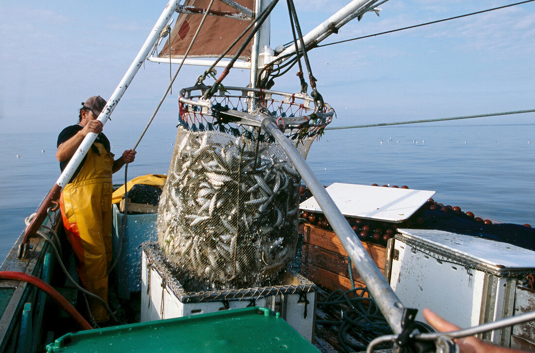 Fisherman fishing sardines on Atlantic coast in Brittany, France