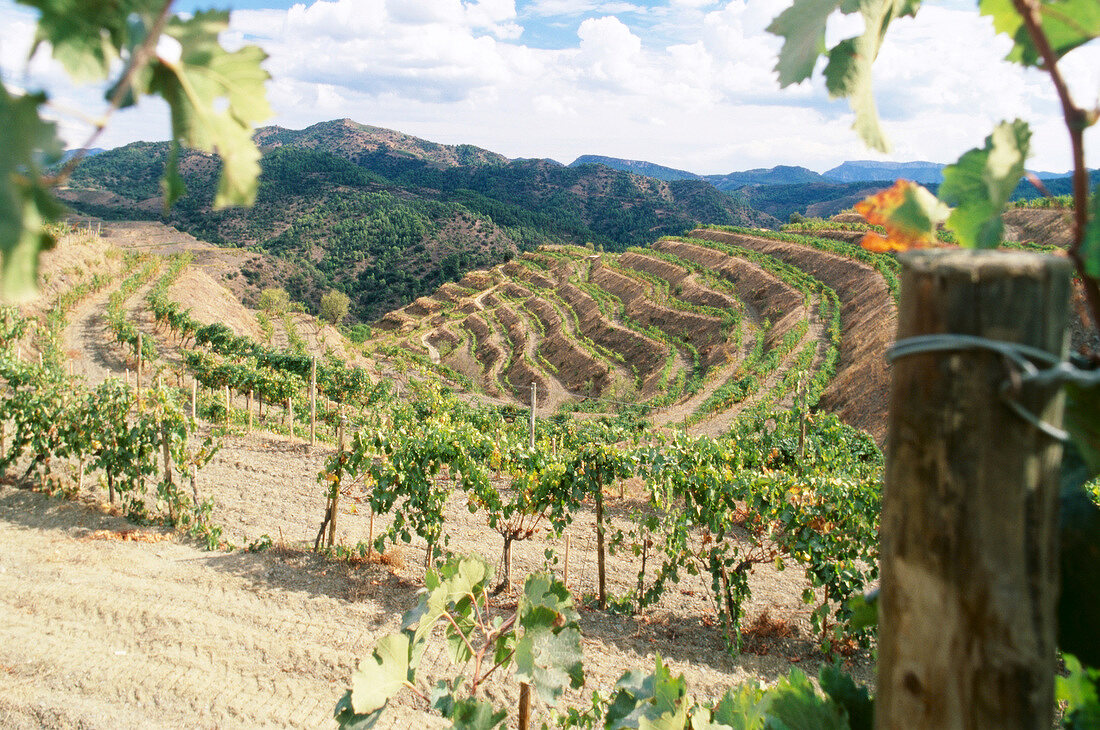 Blick vom Weingut "Clos Mogador" auf den Weinberg