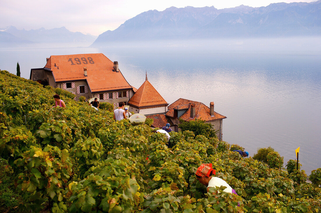 Worker harvesting grapes beside lake of Geneva