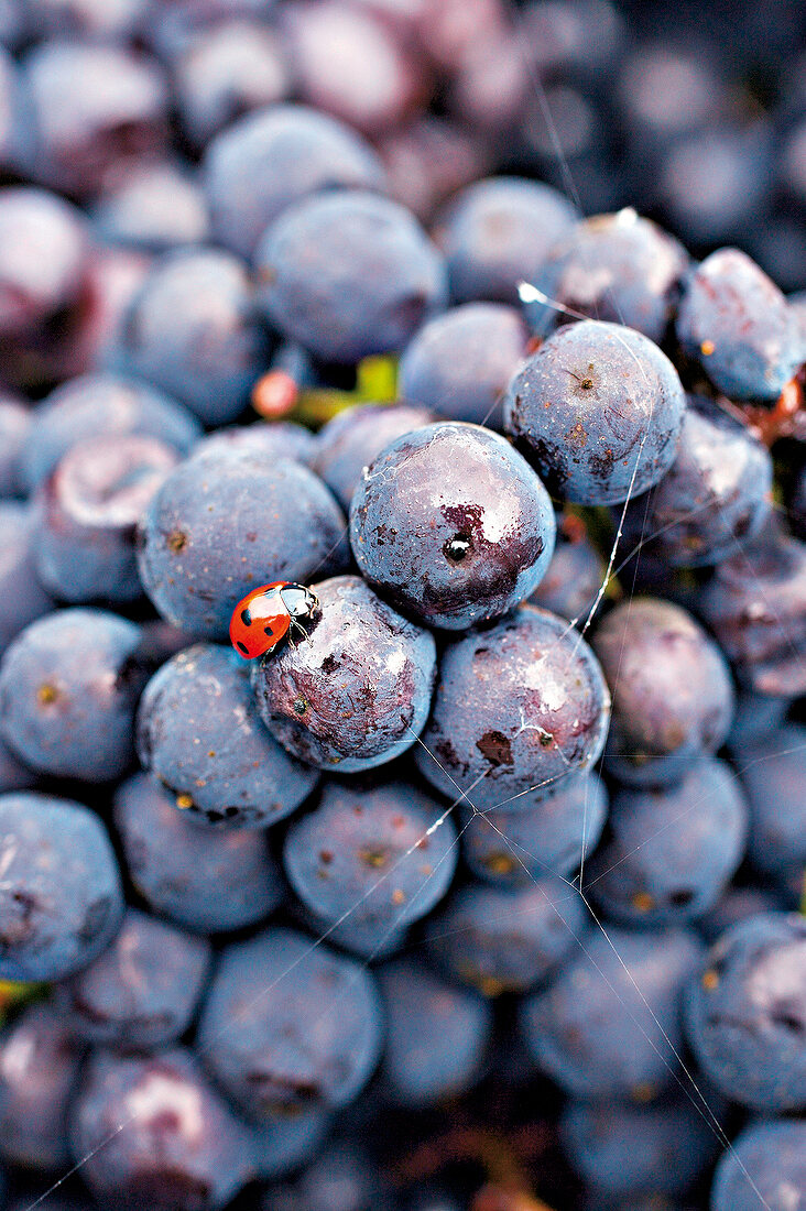 blaue Weintrauben, Marienkäfer, close-up