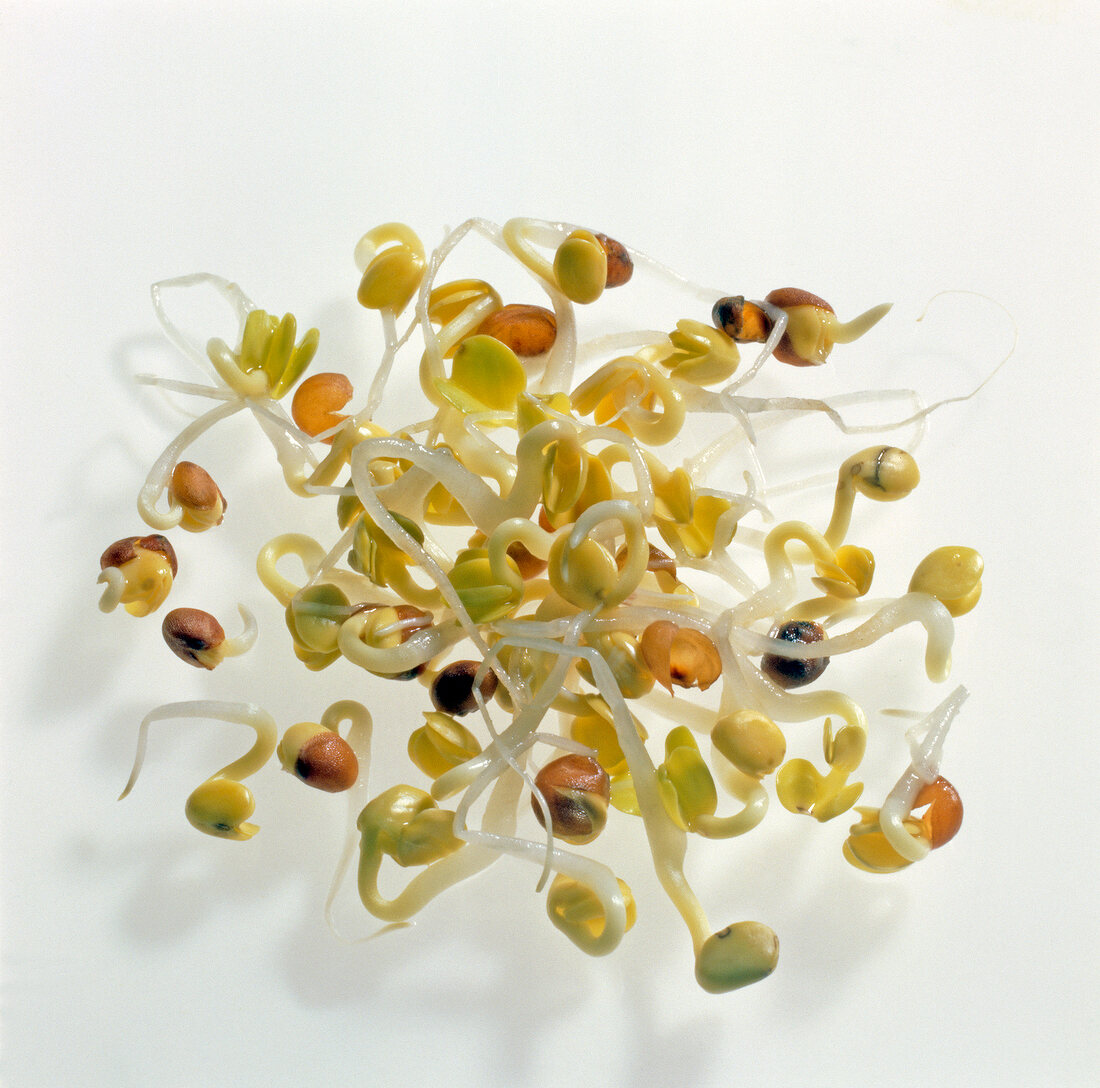 Close-up of radish sprouts seeds on white background