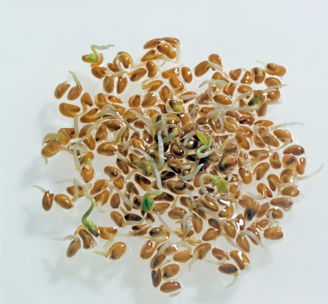 Close-up of germinated cress seeds on white background
