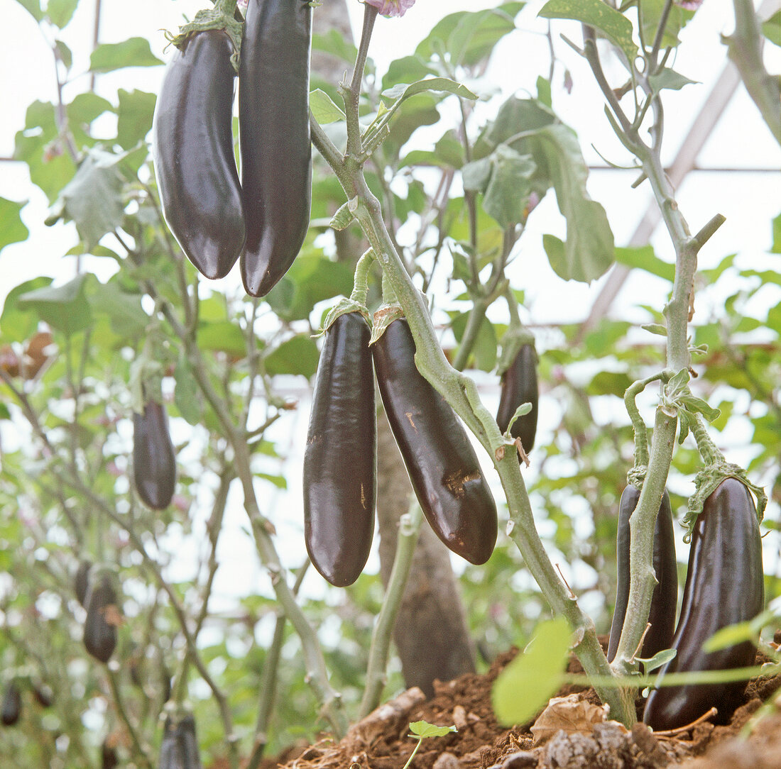 Gemüse aus aller Welt, Violet -te, lange,  Auberginen am Strauch