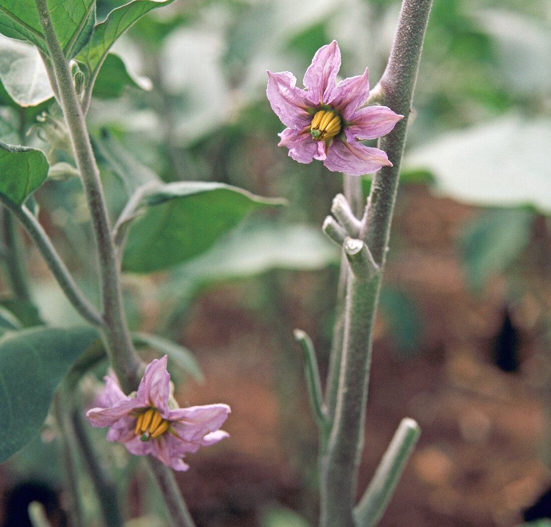 Gemüse aus aller Welt, Hellvio -lette,  Auberginenblüte am Strauch