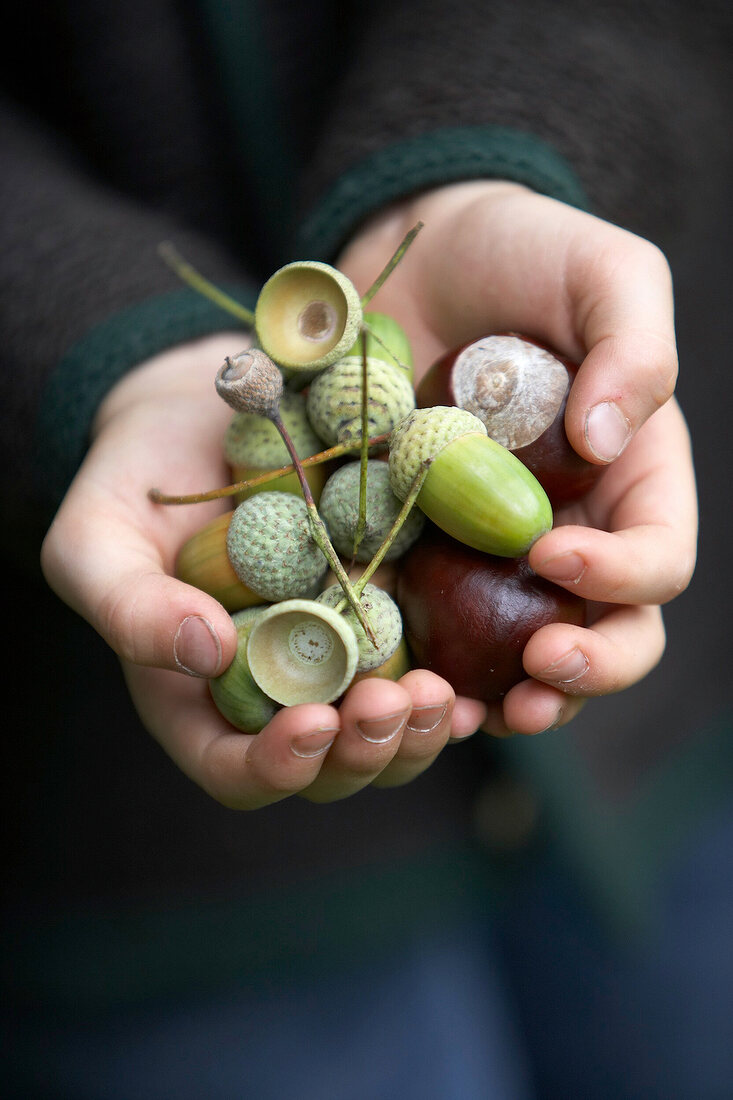 eine Hand voll Eicheln und Kastanien aus dem Herbstwald