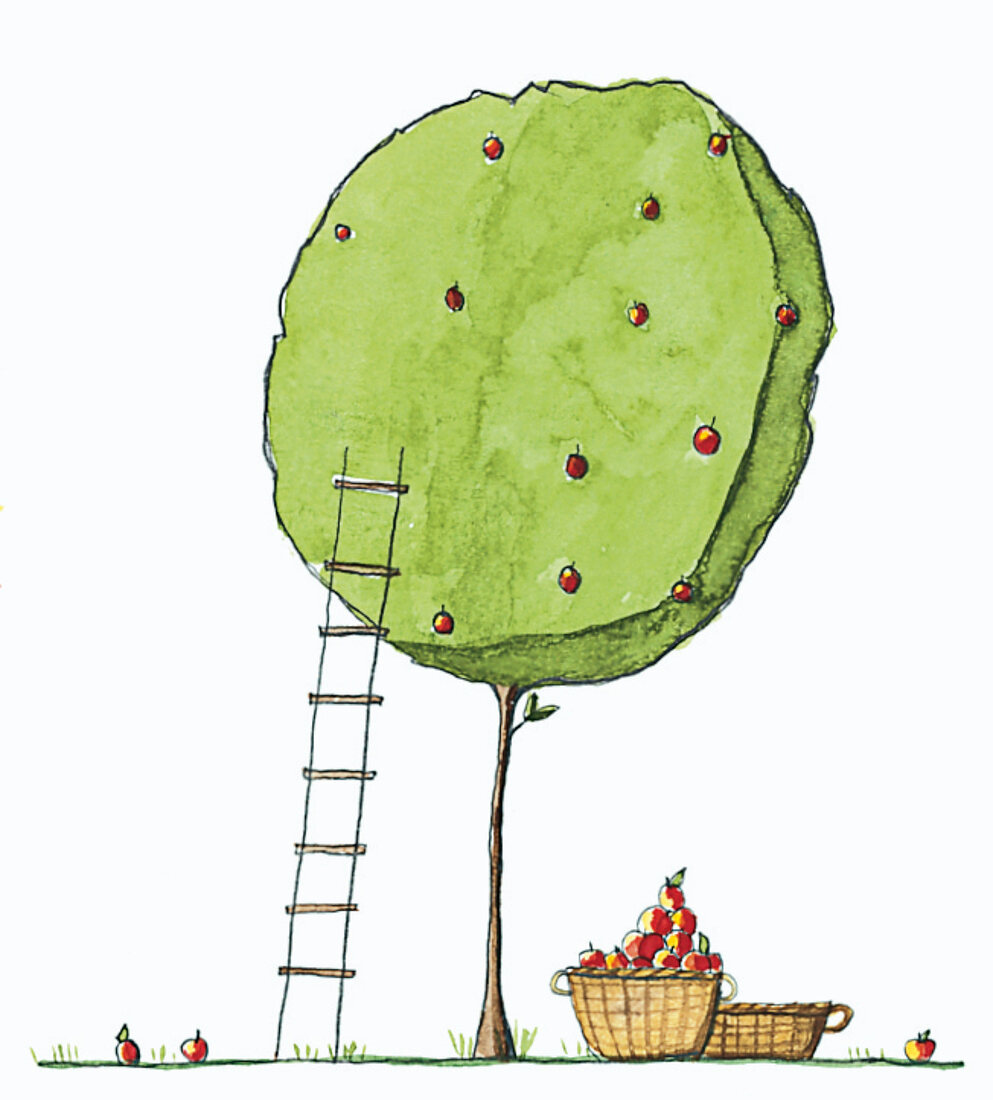 Illustration Apfel - Baum, Leiter un d Korb mit Äpfeln