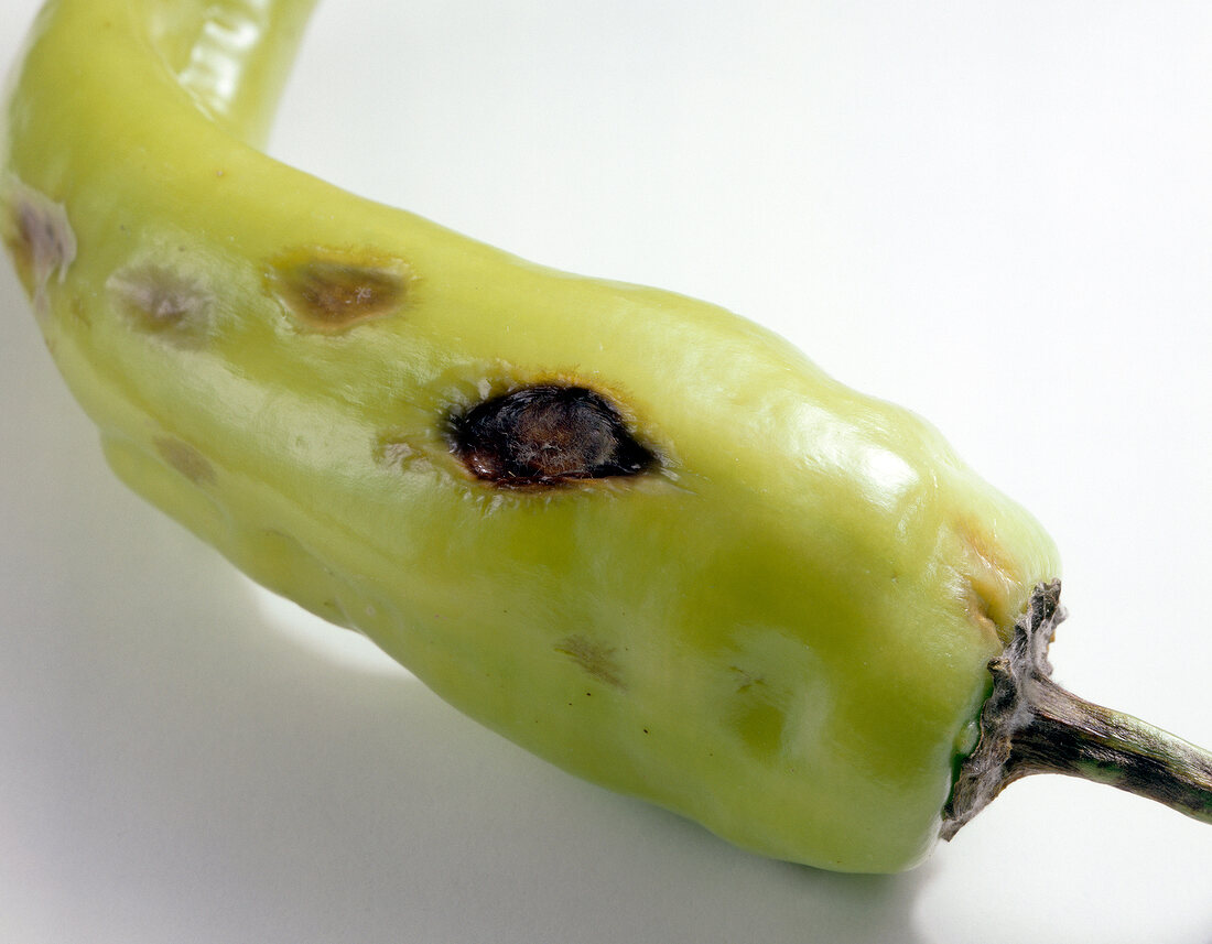 Close-up of green pepper with dark spots