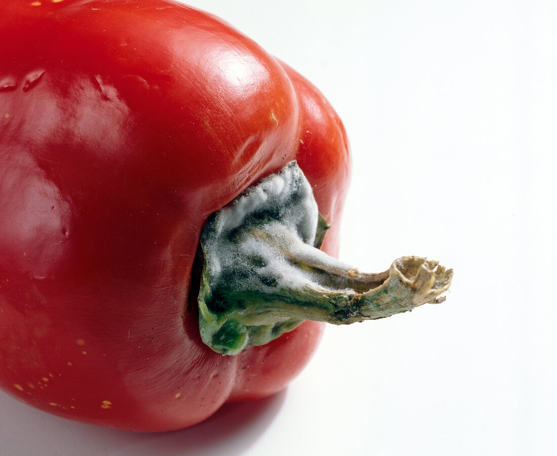 Close-up of rotten red peppers with fungus on the stem