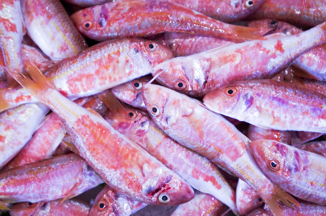 Close-up of fresh red mullet