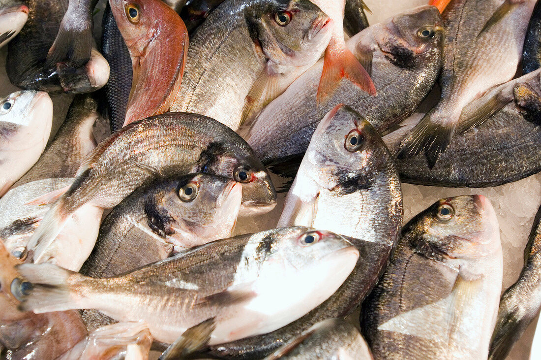 Close-up of fresh sea bream