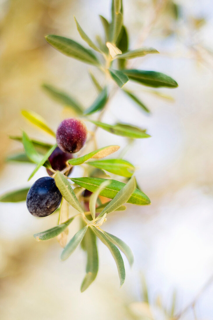 Close-up of olive branch with ripe blue and black olives