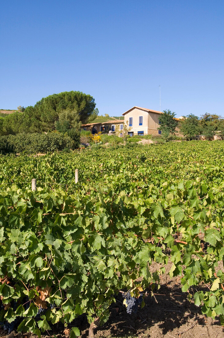 View of vineyards of winery Tasca d'Almerita in Sicilian highlands, Italy