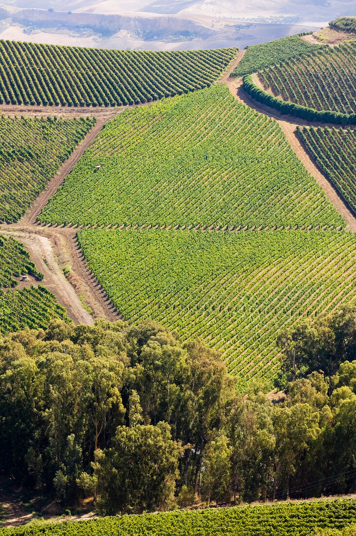 View of vineyards of Regaleali in Sicily, Italy