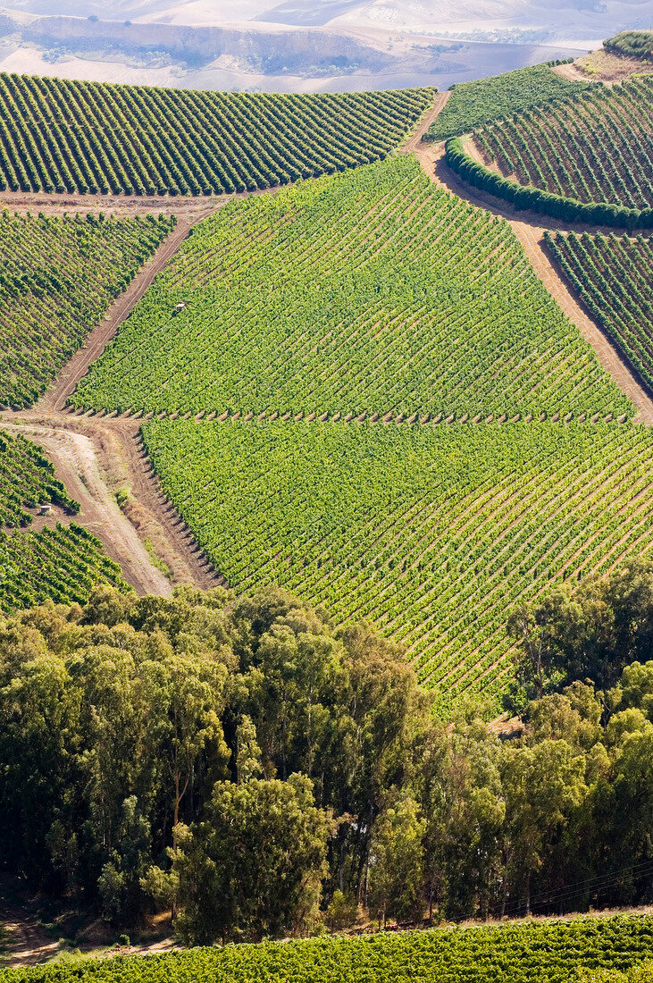 Weinberge des Weinguts Regaleali in Sizilien