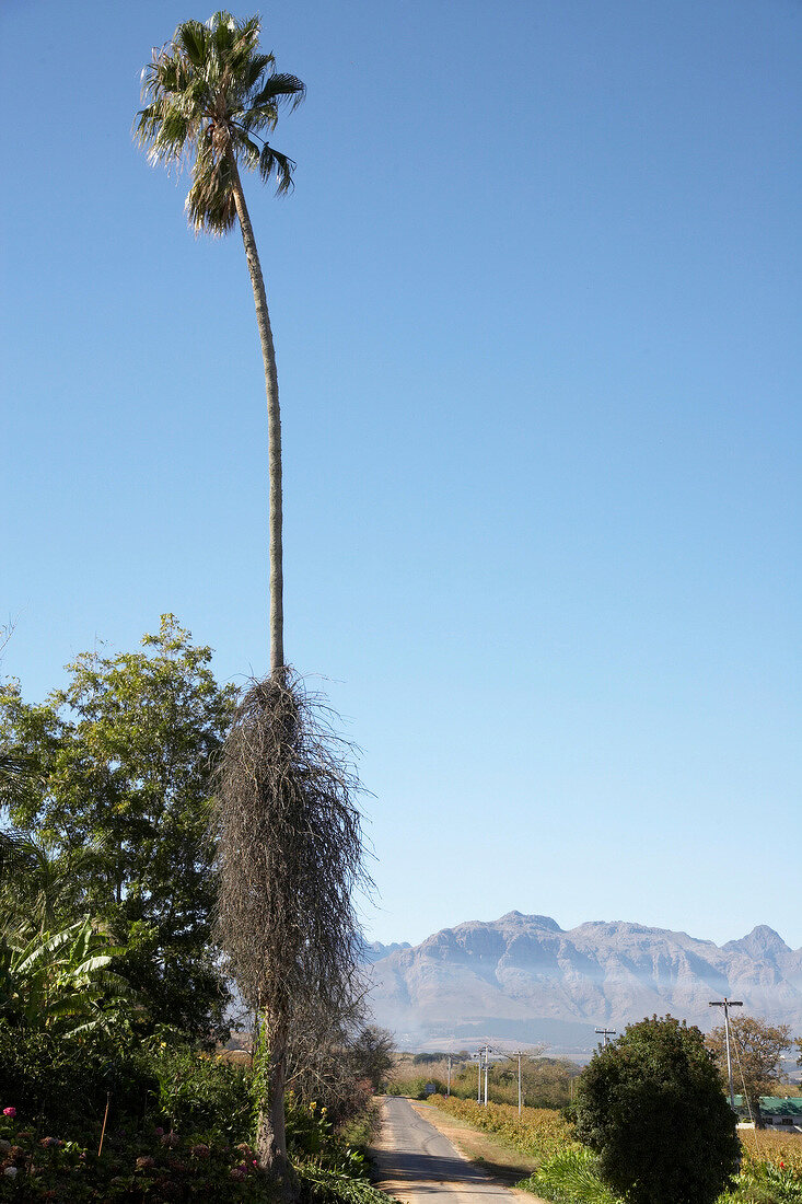 View of landscape of DeWaal Wines, South Africa