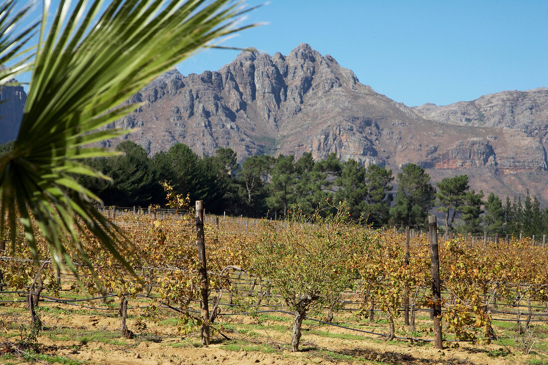 View of viticulture of winery Ashanti in South Africa